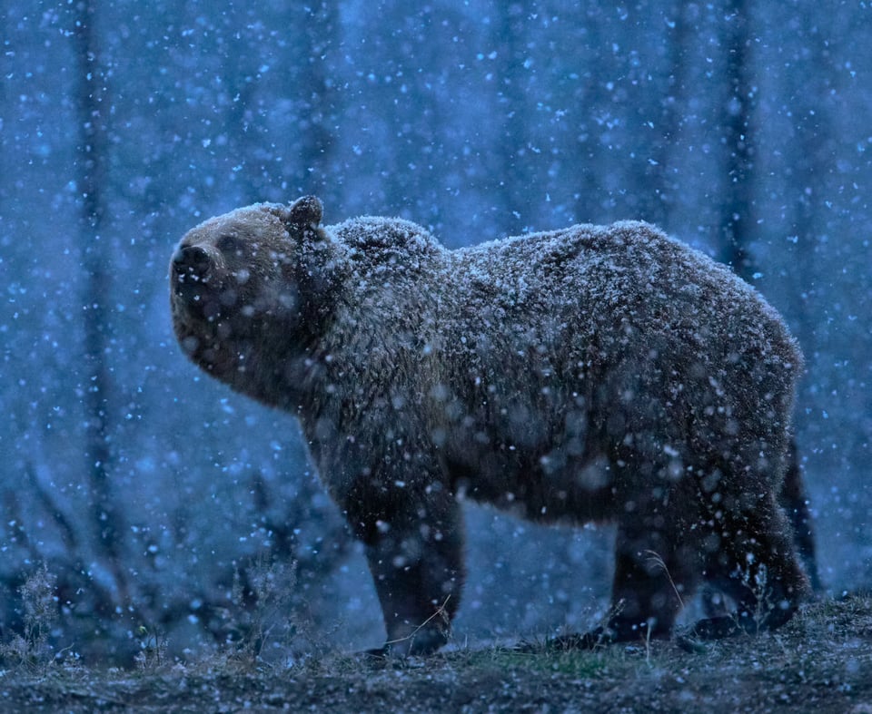 Bear in Snow, Yellowstone National Park