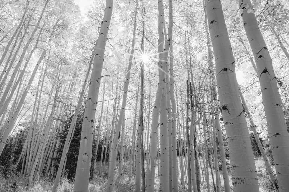 Bright Aspens Photo