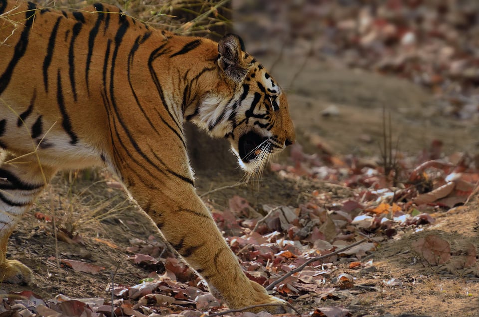 This tiger photograph shows one of the benefits of DSLRs: good autofocus tracking capabilities.