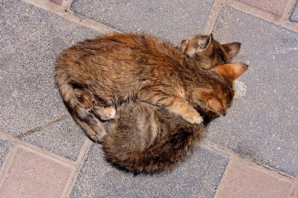 Hungry and Sick Kittens in Fes Morocco