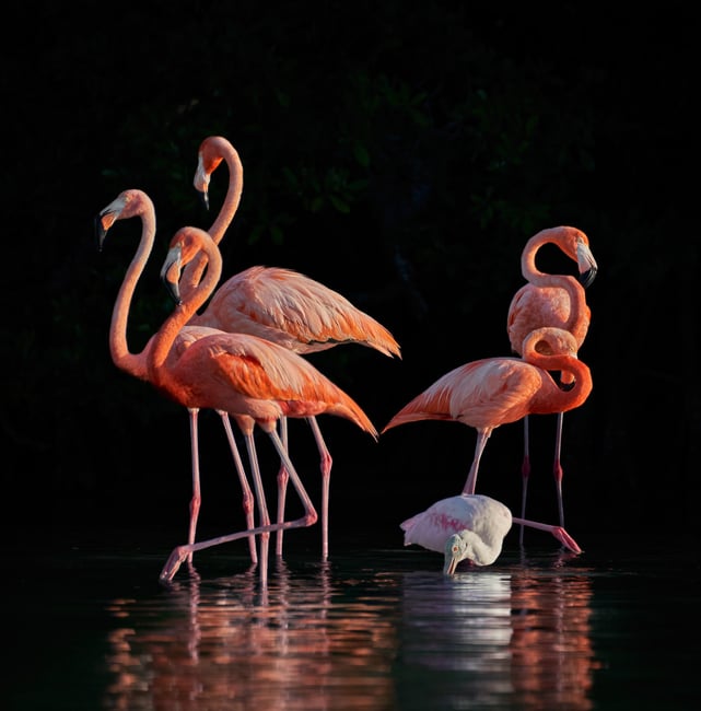 Flamingos and Spoonbill
