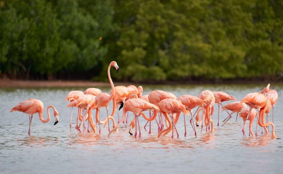 American Flamingo