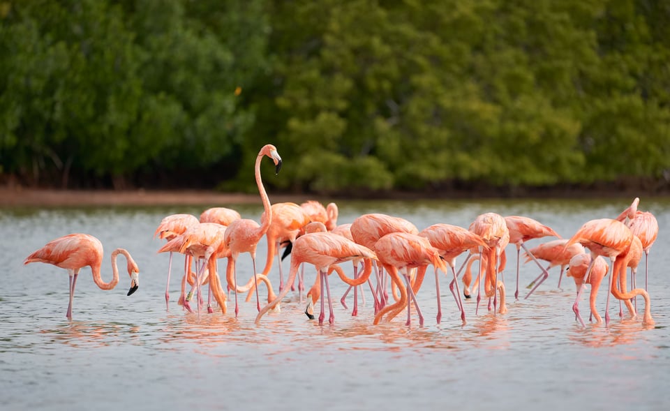 American Flamingo