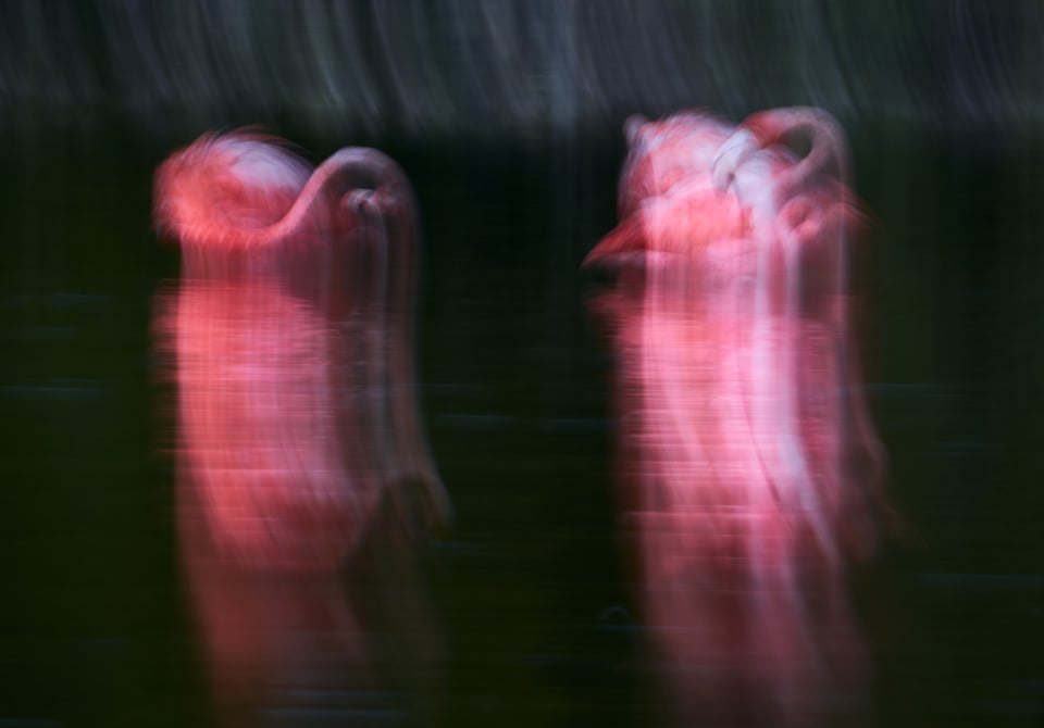 Roseate Spoonbills