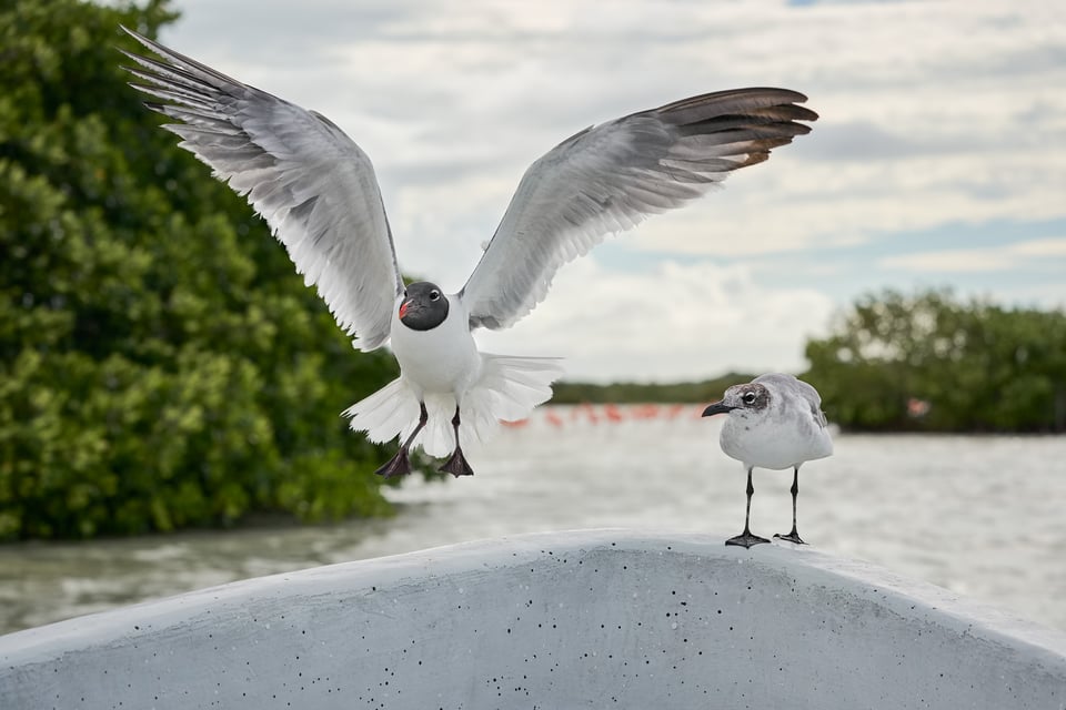 Two Laughing Gulls, Yucatan, Mexico