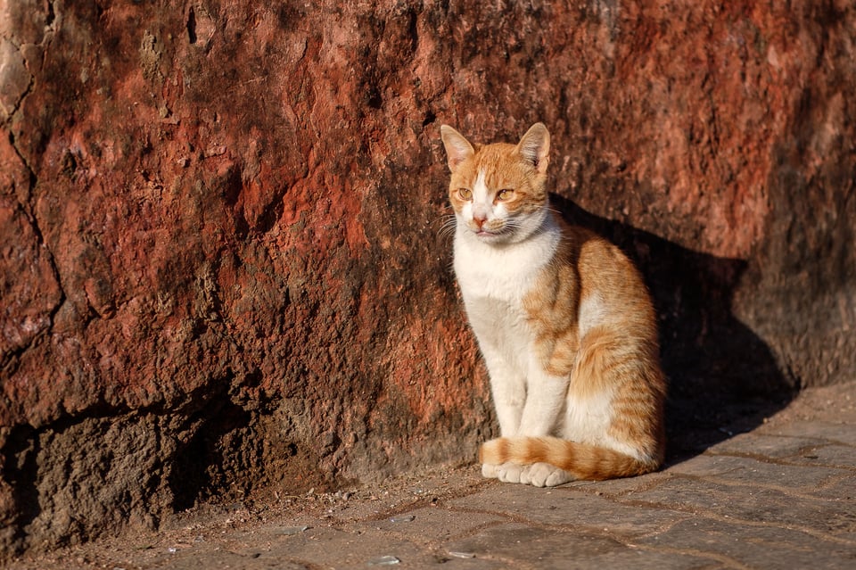 Marrakech #10