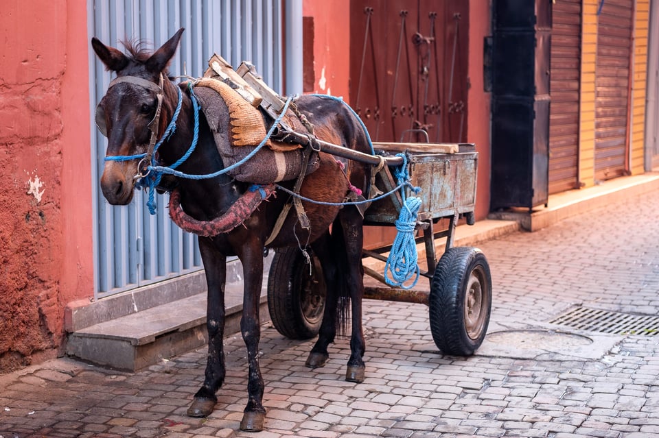 Marrakech #5