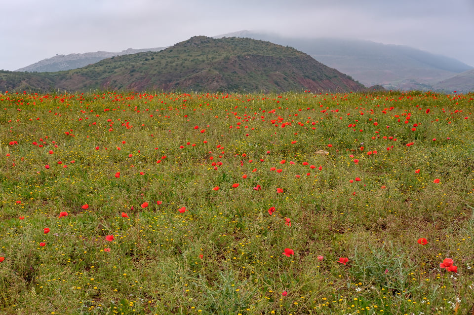 Moroccan Fields