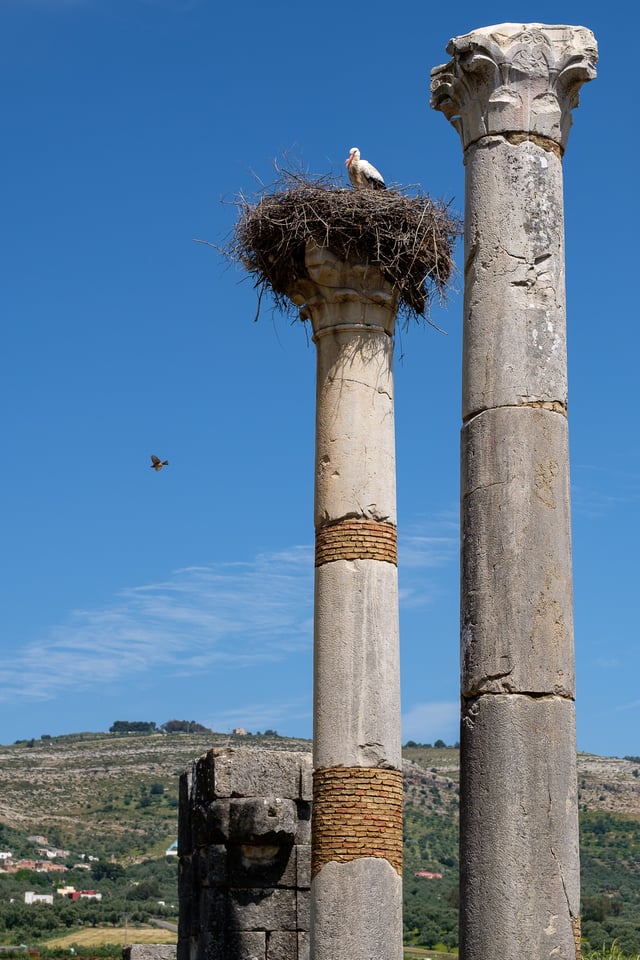 Volubilis Stork Nest