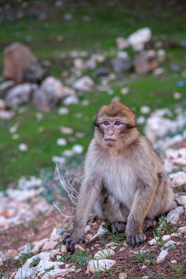 Wild Monkey in Morocco