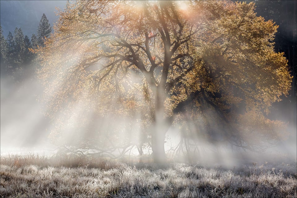 Autumn Elm and Sunbeams, Cook's Meadow, Yosemite National Park, California 2014