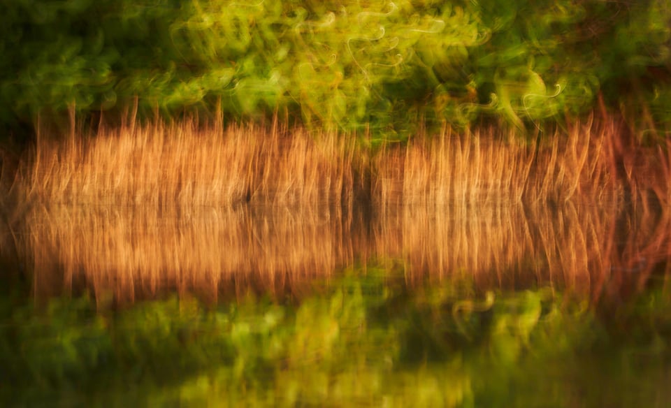 Mangrove Tree with Motion Blur