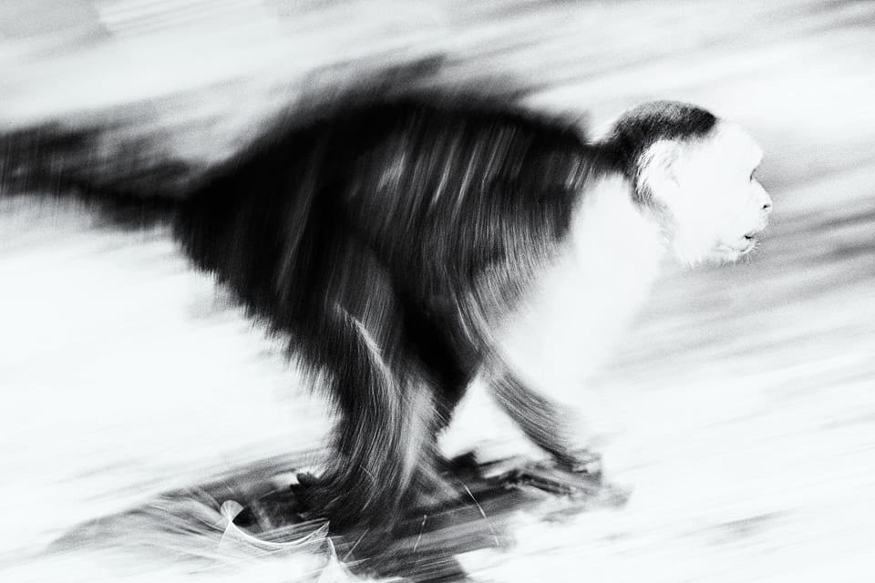 Monkey with Motion Blur