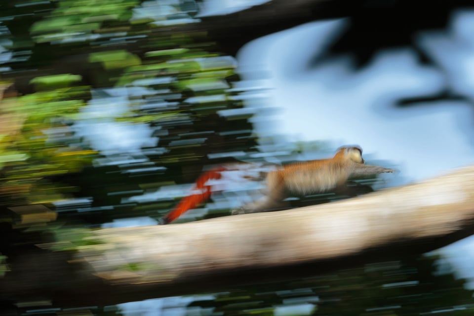 Panning Wildlife Example