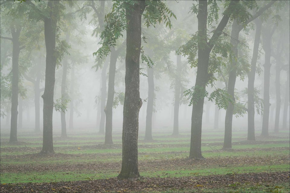 Pecan Grove, Clovis, California 2015