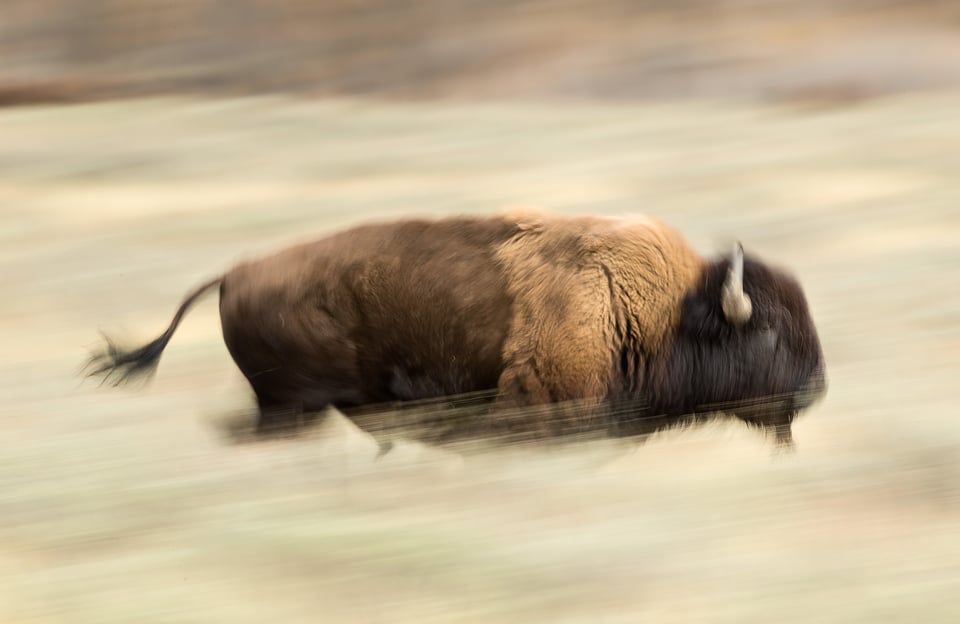 Photo of Bison with Panning