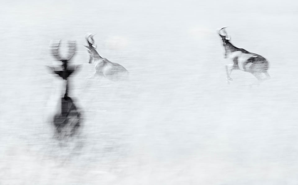 Wildlife Photography Motion Blur
