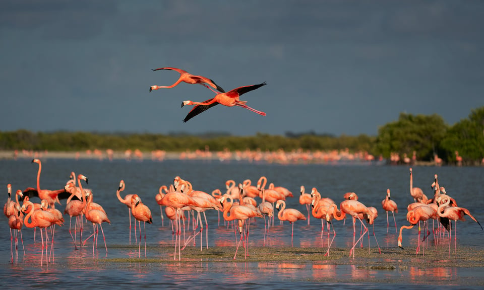 3. American Flamingo, Mexico