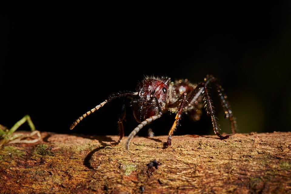 Ant Close-Up Photo Canon 100mm L IS