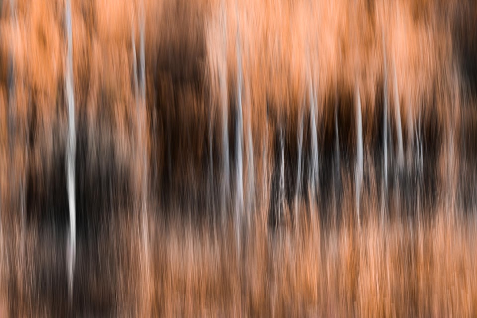 Camera Motion Blur Photo of Aspen Trees