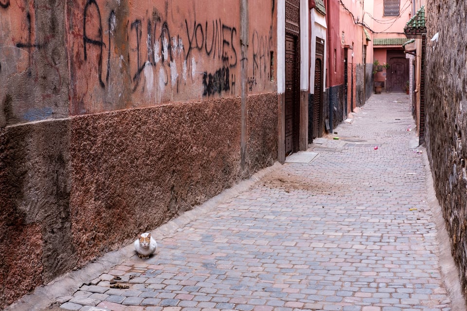 Cats of Morocco #1