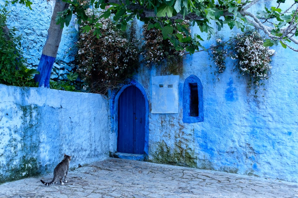 Cats of Morocco #3