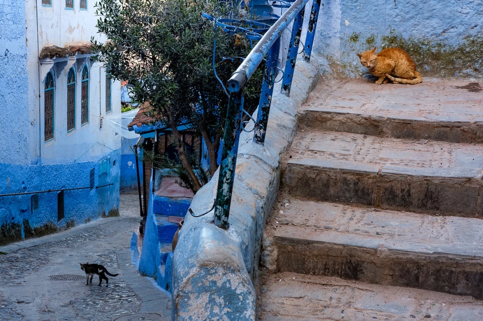 Cats of Morocco #4