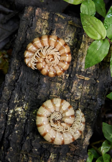 Centipede Close-Up Sample Image