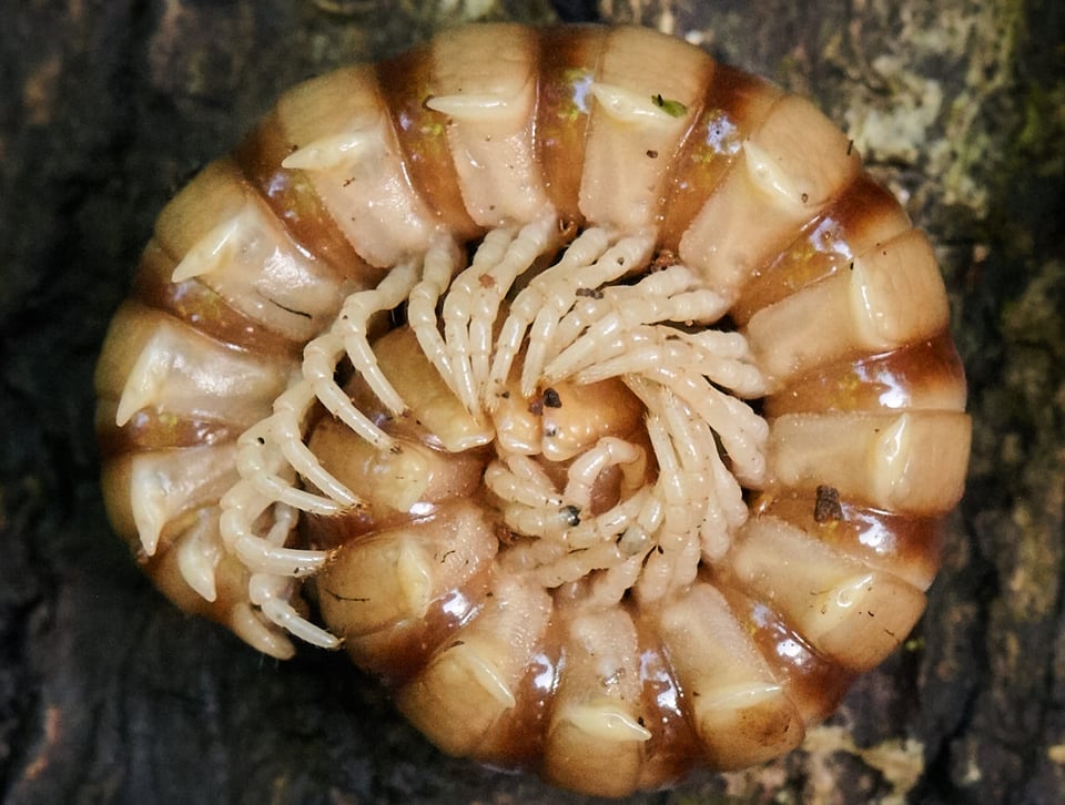 Crop of Centipede Close-Up Sample Image