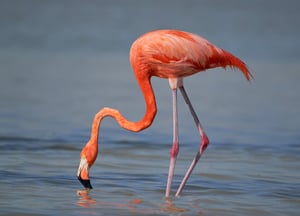 Flamingo Sharpness Example