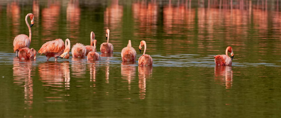 Flamingos Sony 2x Teleconverter