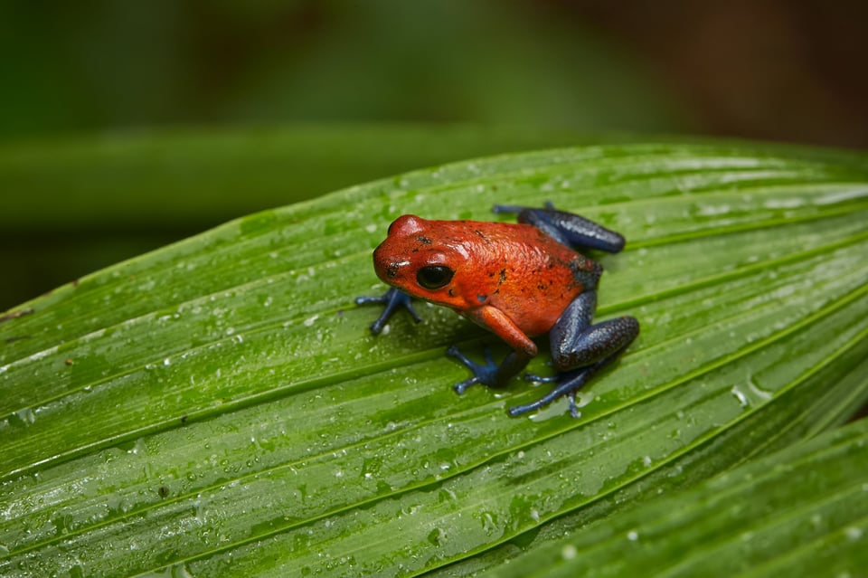 Macro Photo of Tree Frog