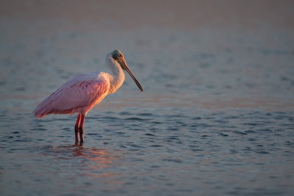 Sample Image at Sunset