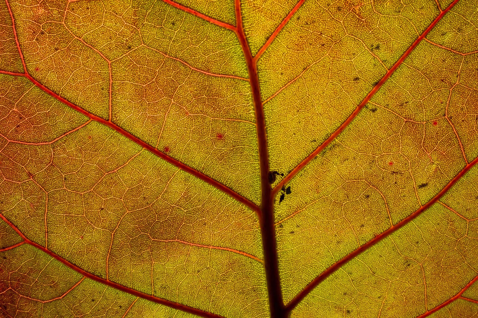 Semi-Abstract Photo of Leaf