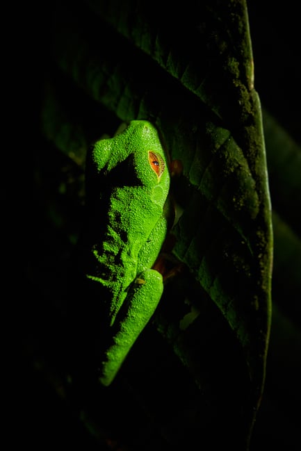 Sharp Sample Photo from Canon 100mm L Macro