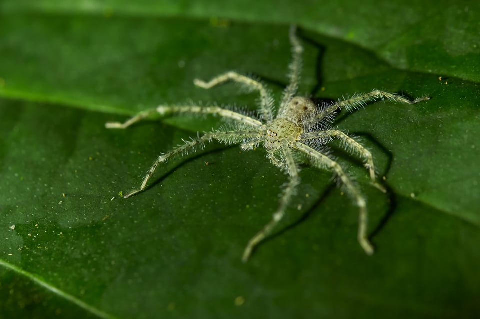 Spider Macro Sample from Canon 100mm L