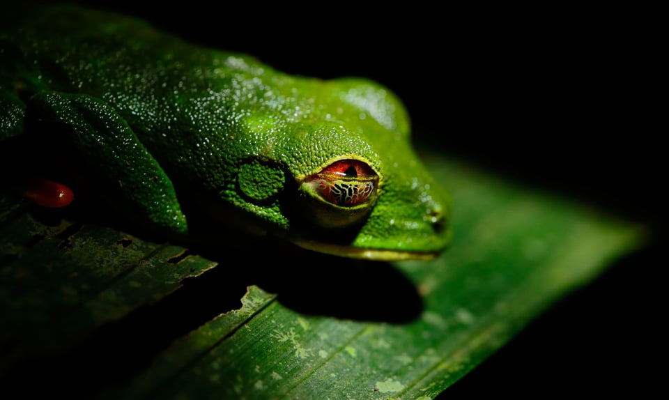 Tree Frog Sample Image