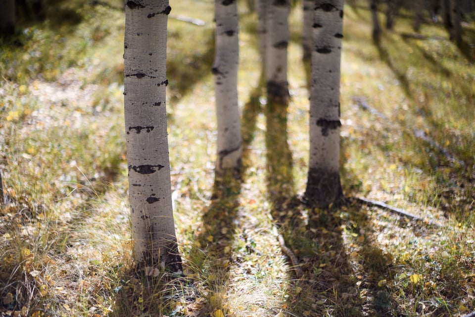 Aspen Trees and Shadows