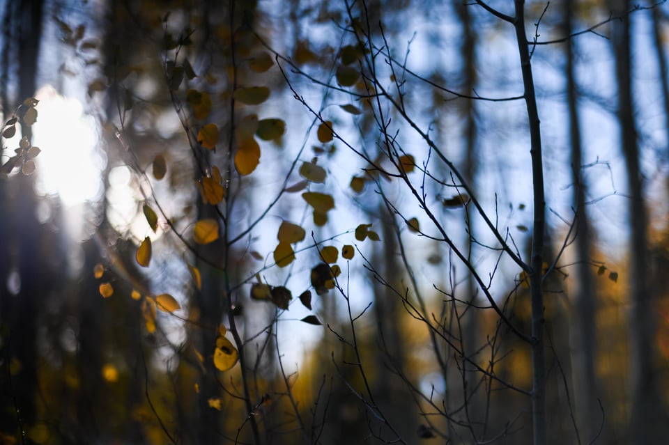 Backlit Bokeh Photo