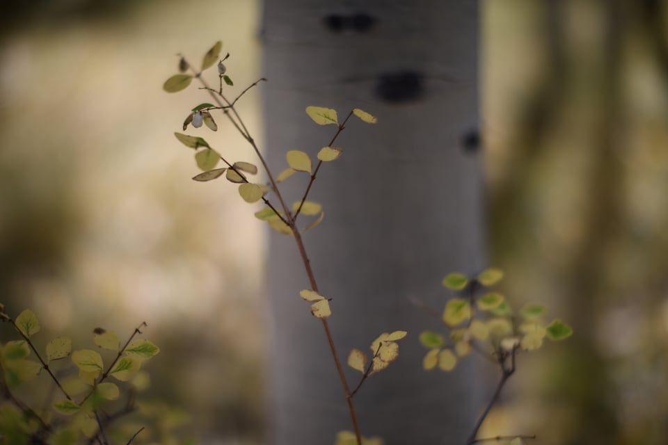 Close-Up Aspen Photo from Noct-Nikkor