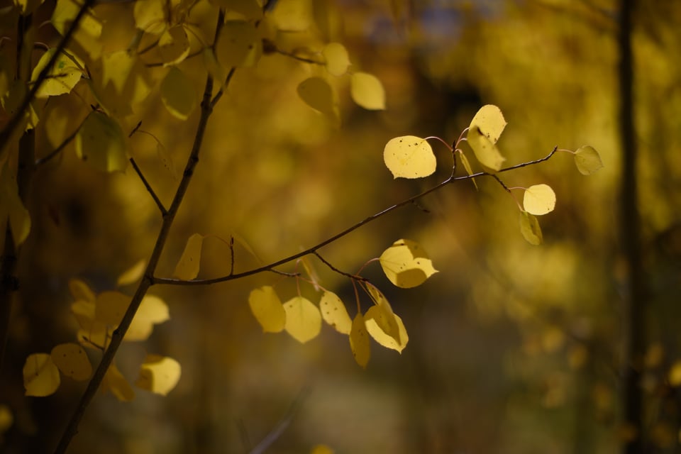 Close-Up Bokeh from Nikon 58mm f1.2 Noct