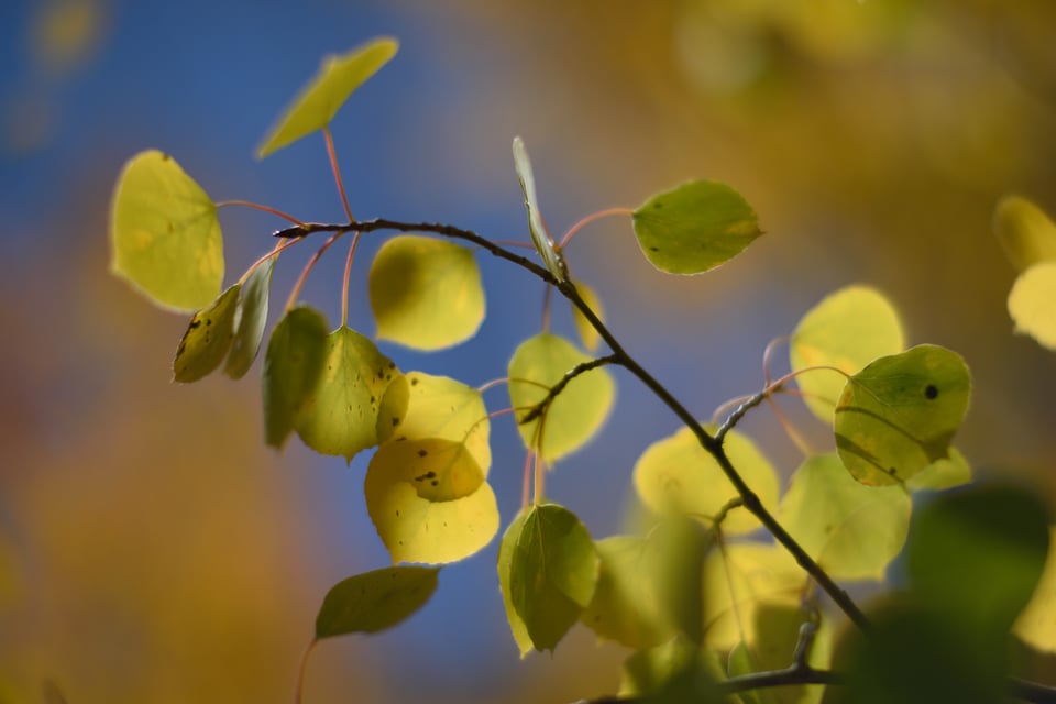 Tree Leaves with Noct-Nikkor