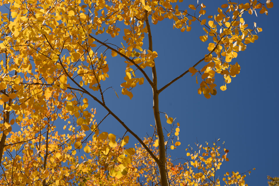 Yellow Aspen Leaves Against Blue Sky