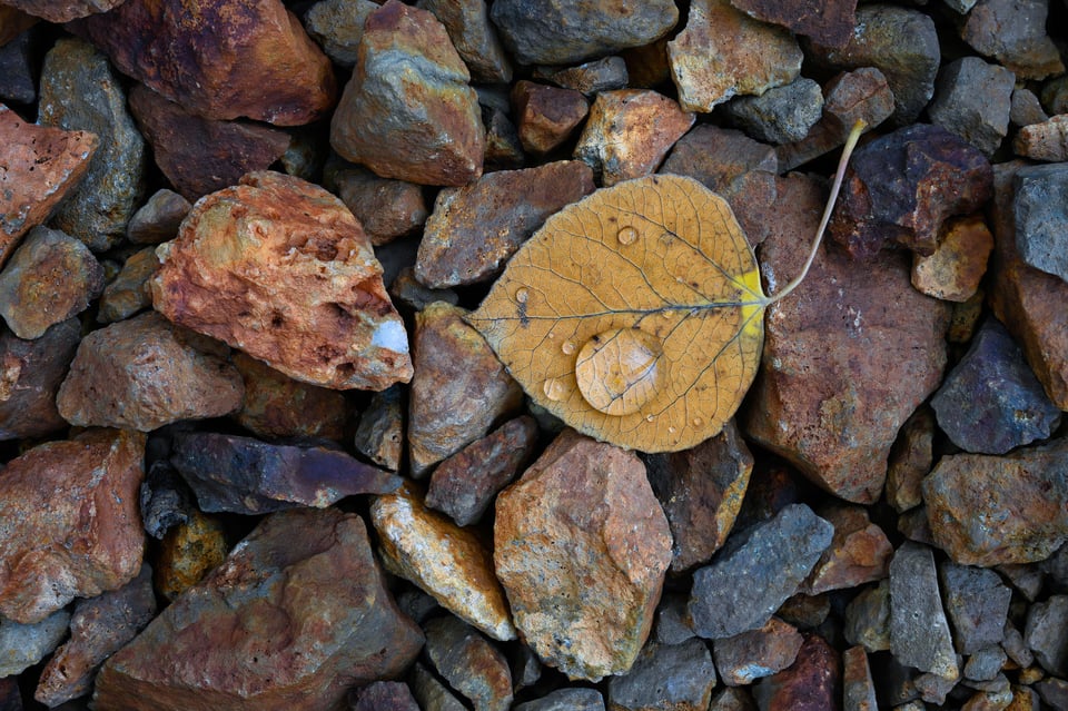 Focus Stack with Manual Focus Nikon 24-70 f/4 Z