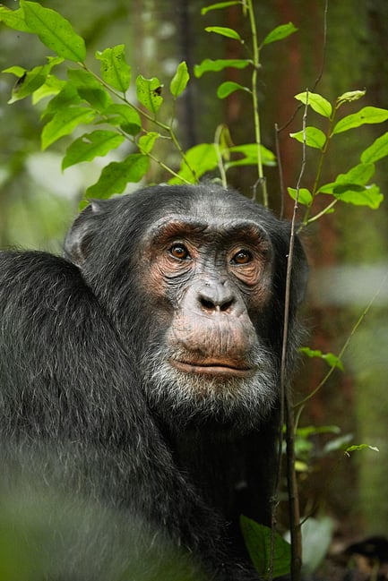 12. Chimpanzee, Uganda