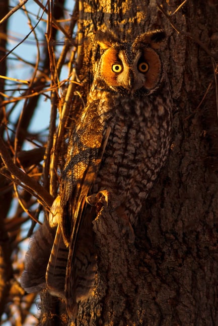 2. Long Eared Owl