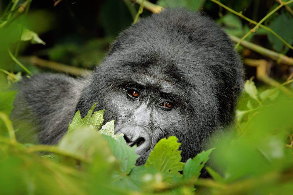 2. Mountain Gorilla, Uganda