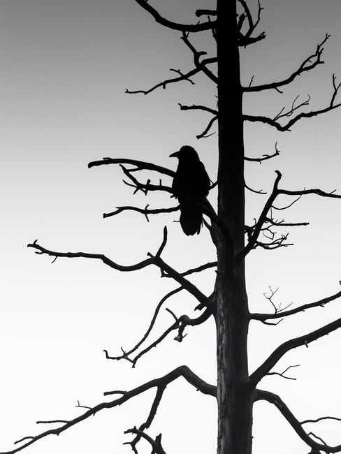 5. Crow and Dead Tree, Yellowstone