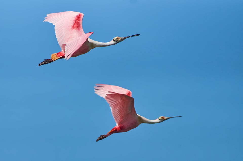 5. Roseate Spoonbills, Mexico