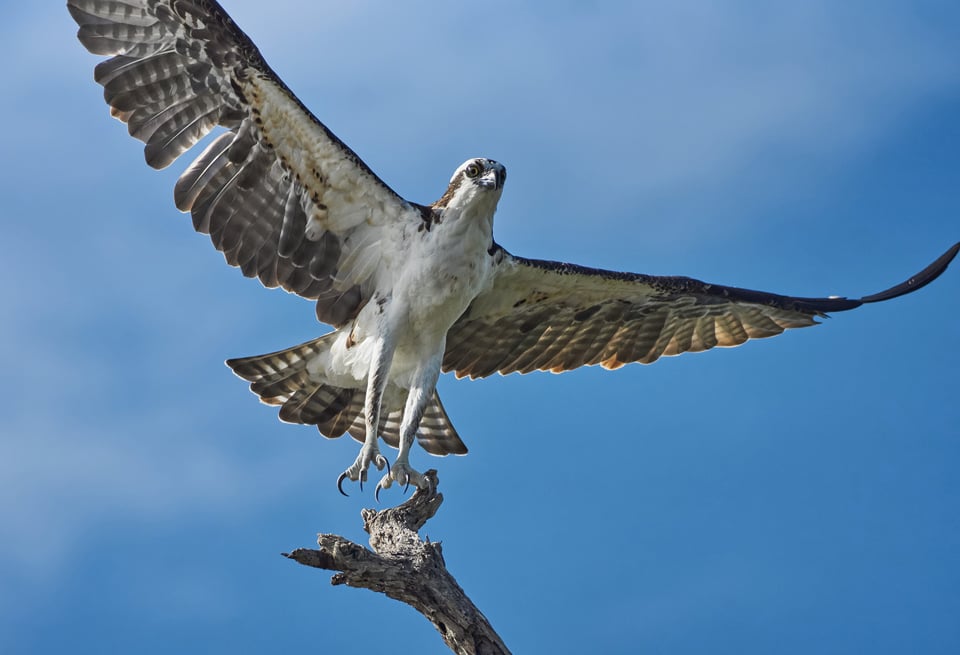 6. Osprey, Mexico